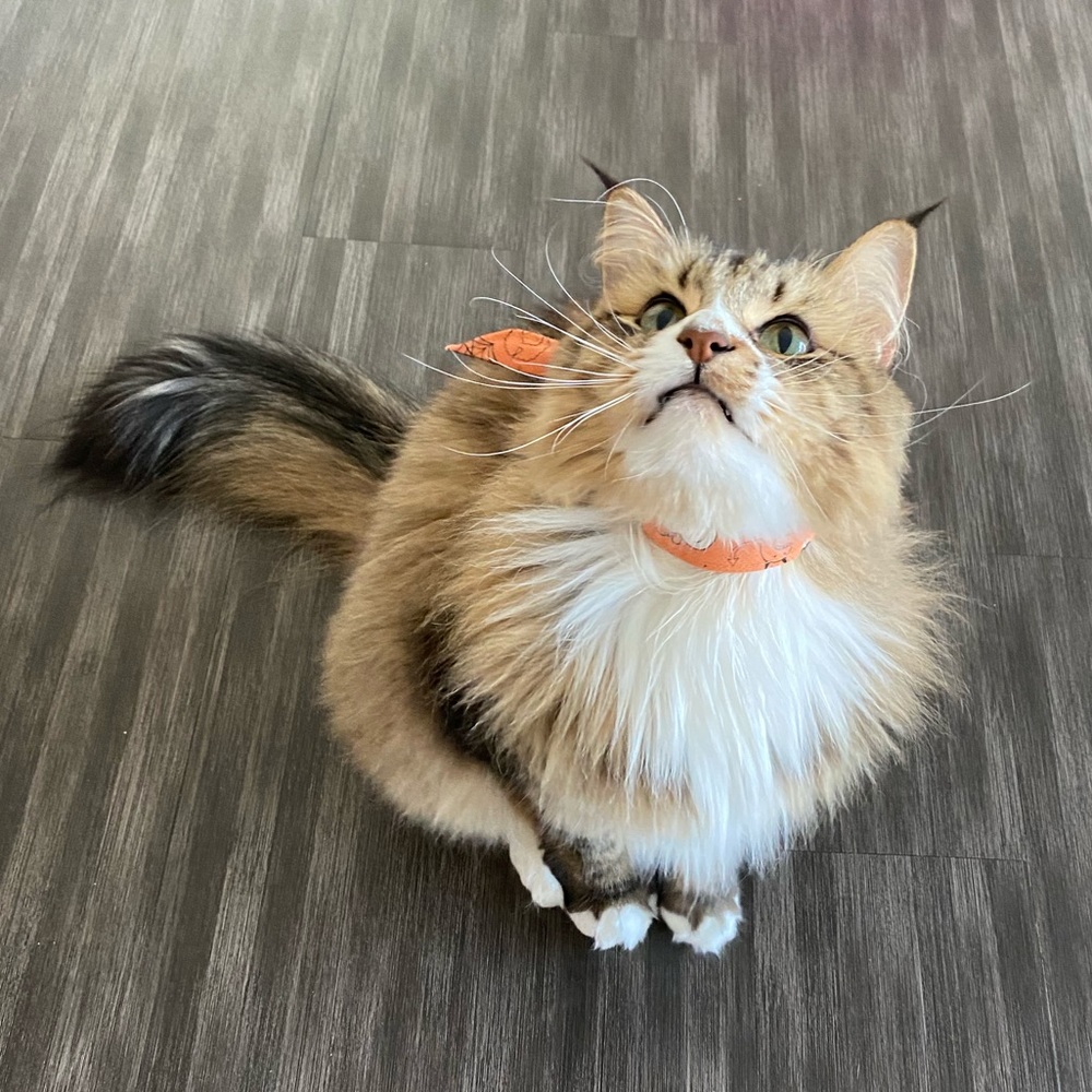 Pet tie for Halloween 🎃 cute
